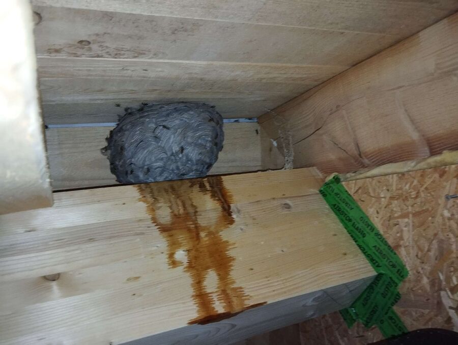 wespennest_entfernen