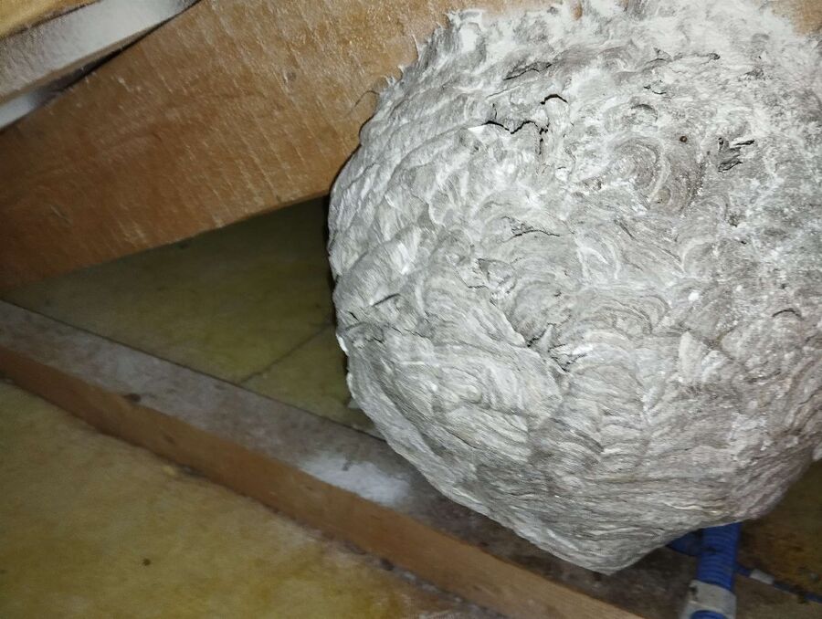 wespennest_entfernen