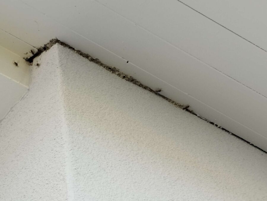 wespennest_entfernen