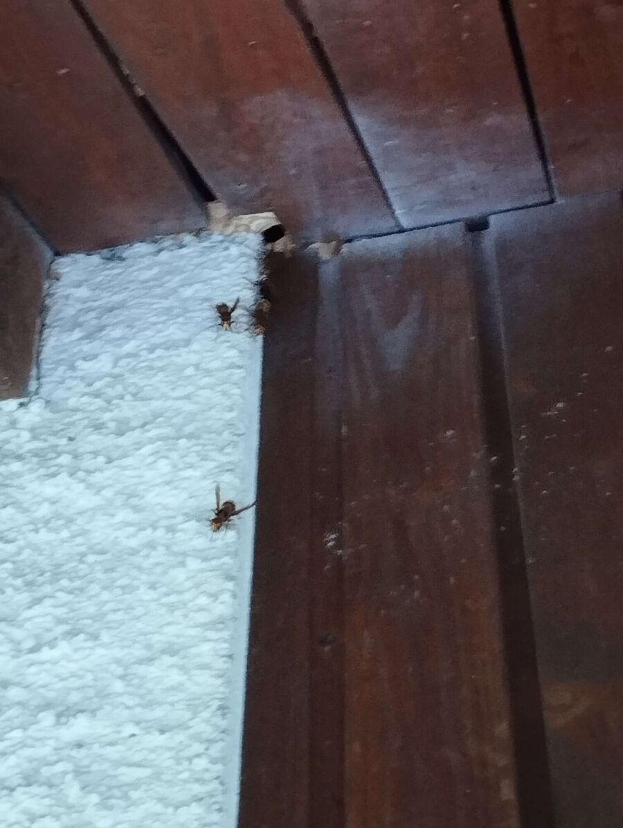 wespennest_entfernen