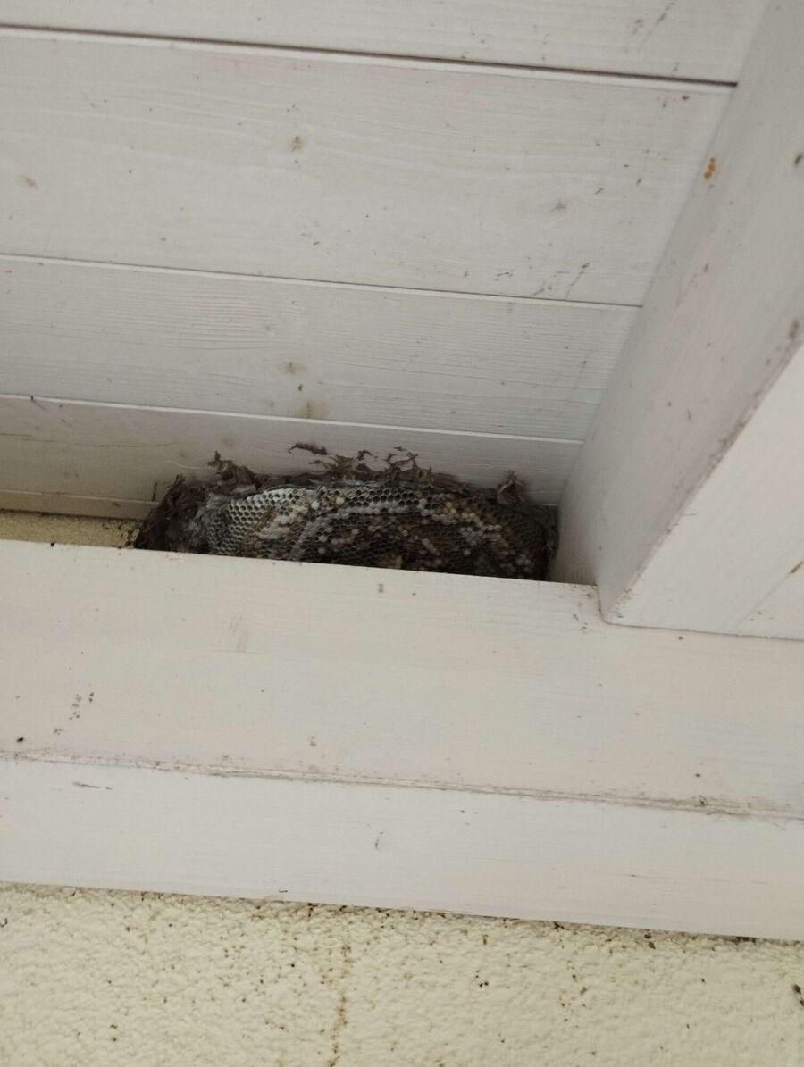 wespennest_entfernen