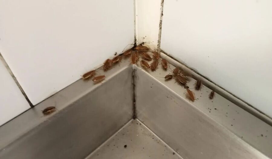 EcoTox-Schaben-Kakerlaken