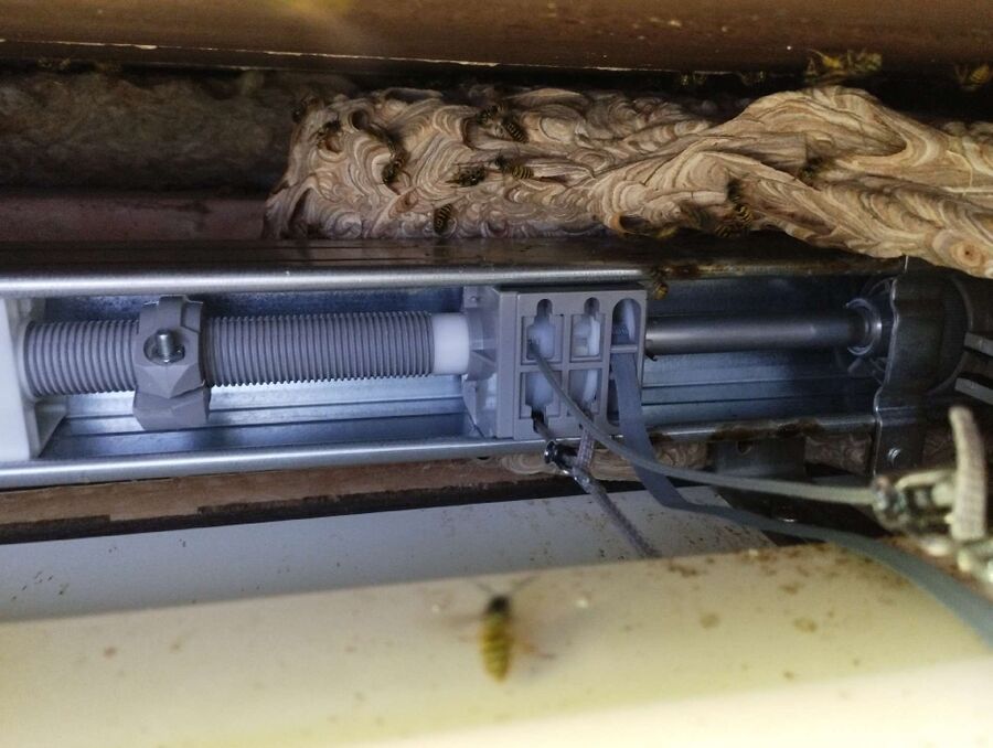 wespennest_entfernen