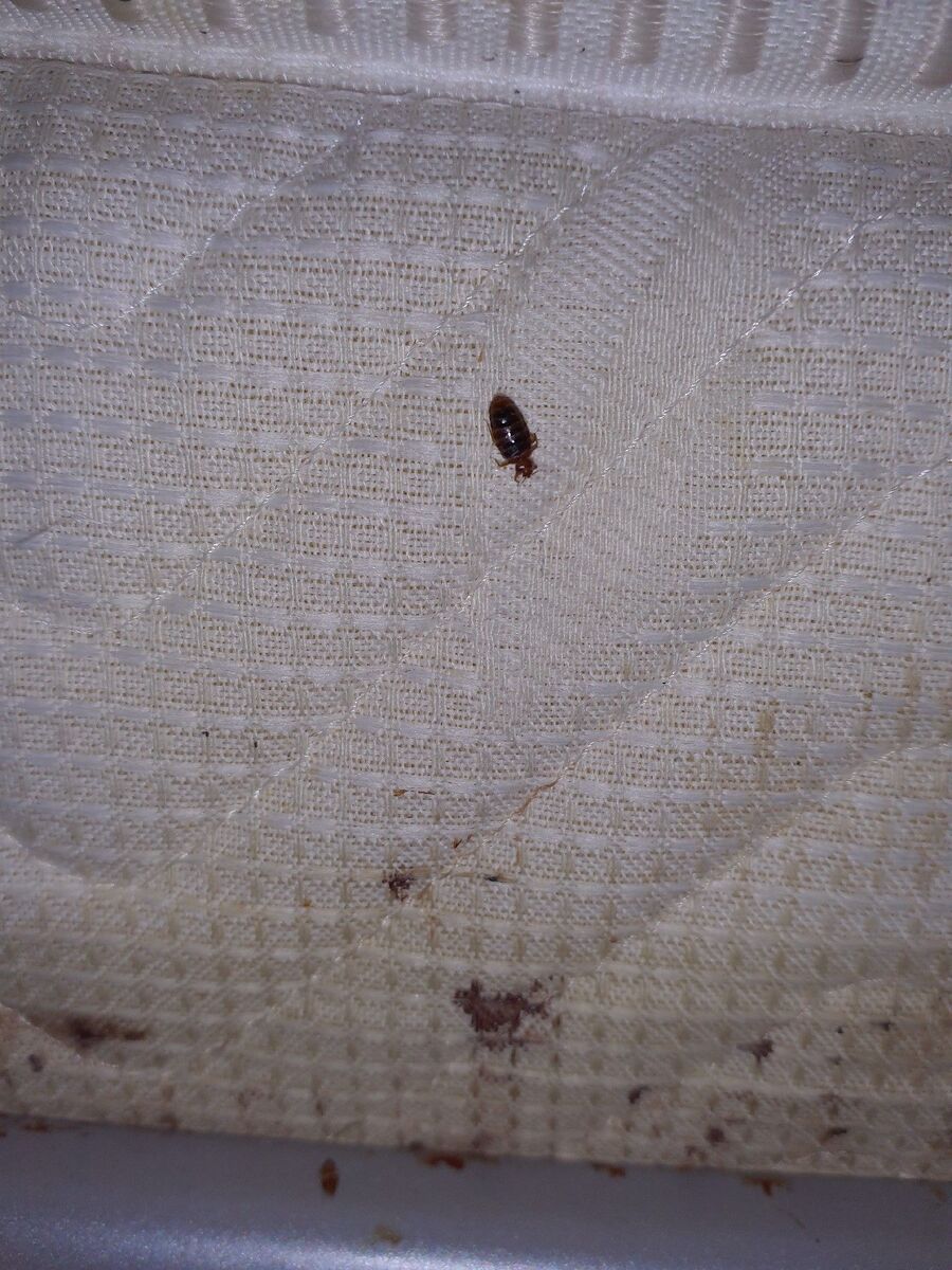 Bettwanzen_bekaempfen