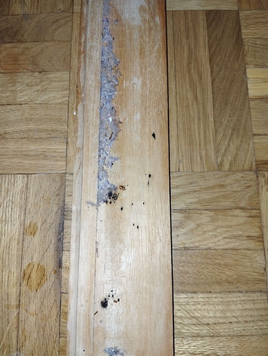 Bettwanzen_bekaempfen