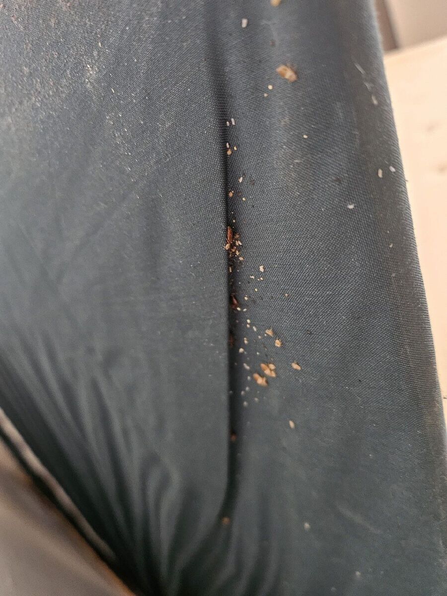 Bettwanzen_bekaempfen