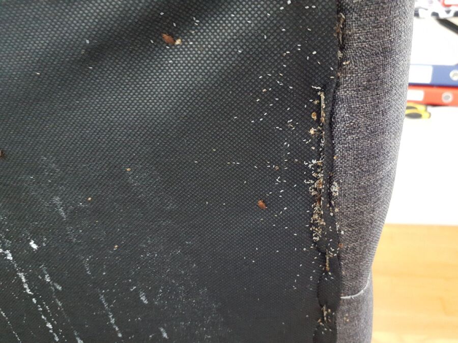 Bettwanzen_bekaempfen