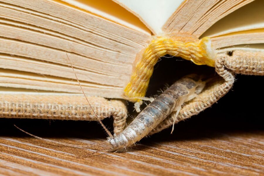 silberfische loswerden