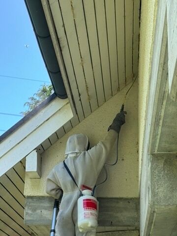 wespenbekaempfung wespennest