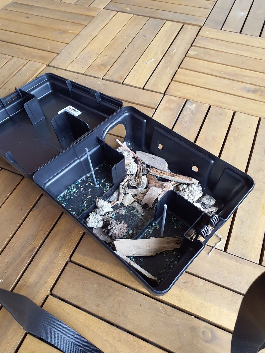 Ratten_Bekaempfung (196).jpeg