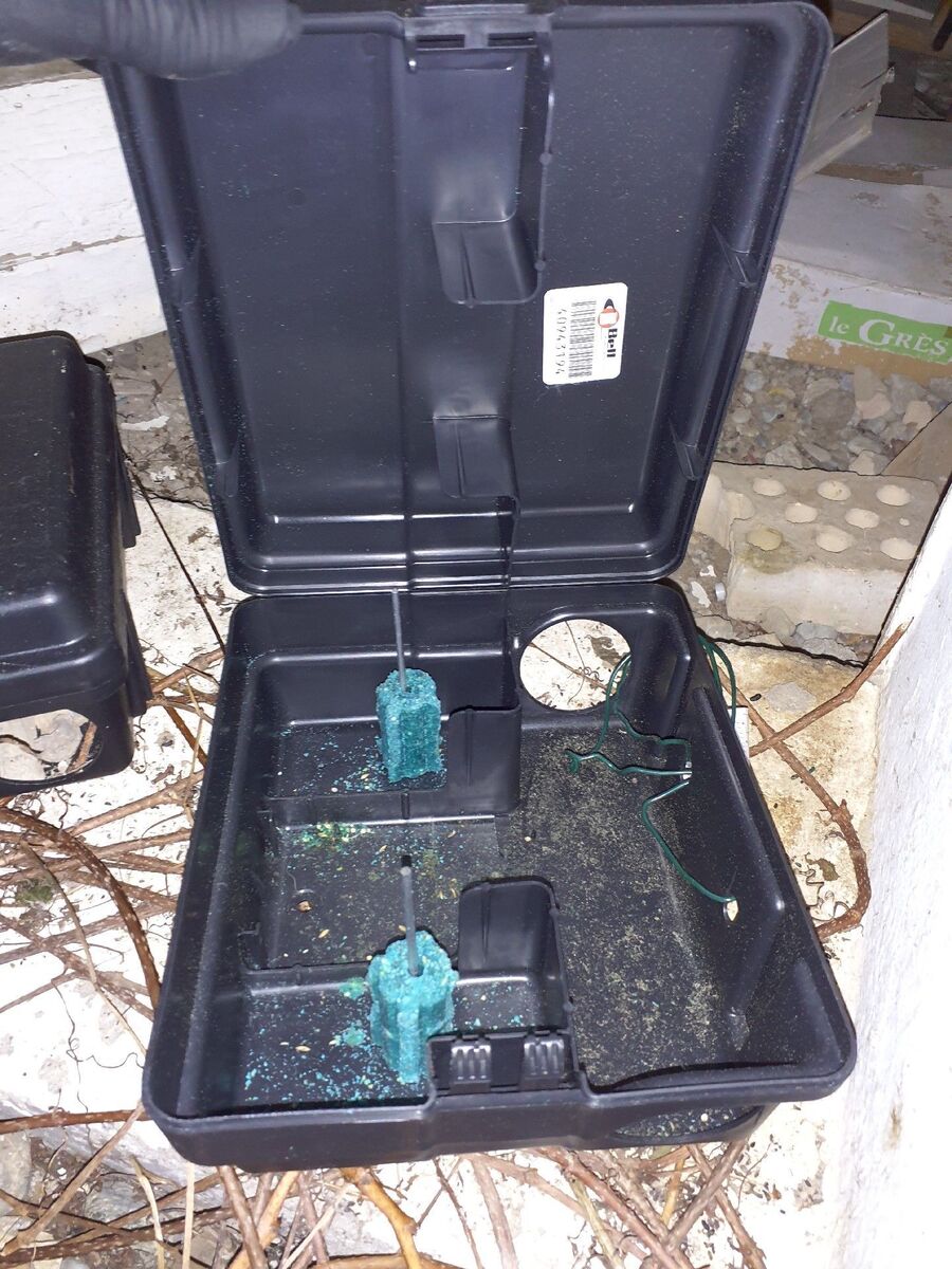 Ratten_Bekaempfung (4).jpeg