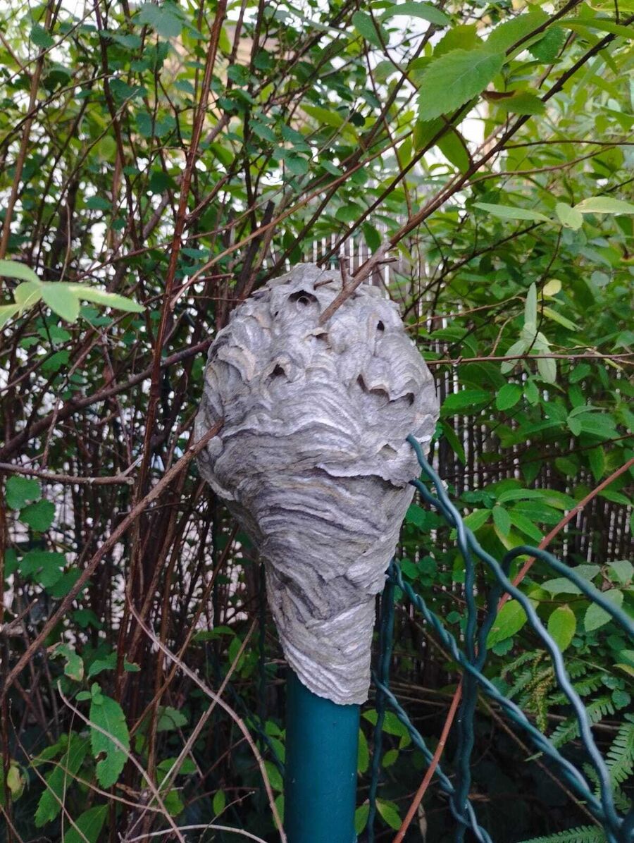 nest im baum entfernen