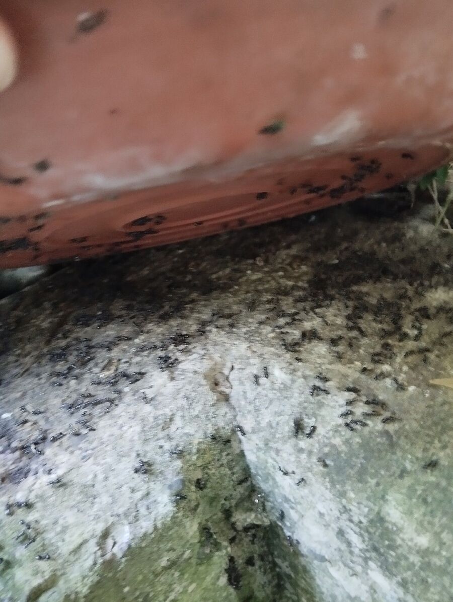 ameisen_vertreiben_bekaempfen_entfernen