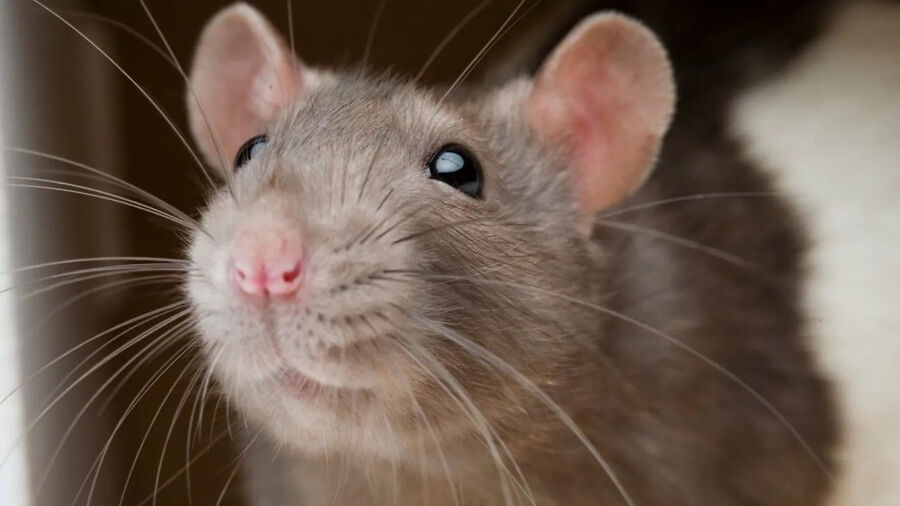 rat