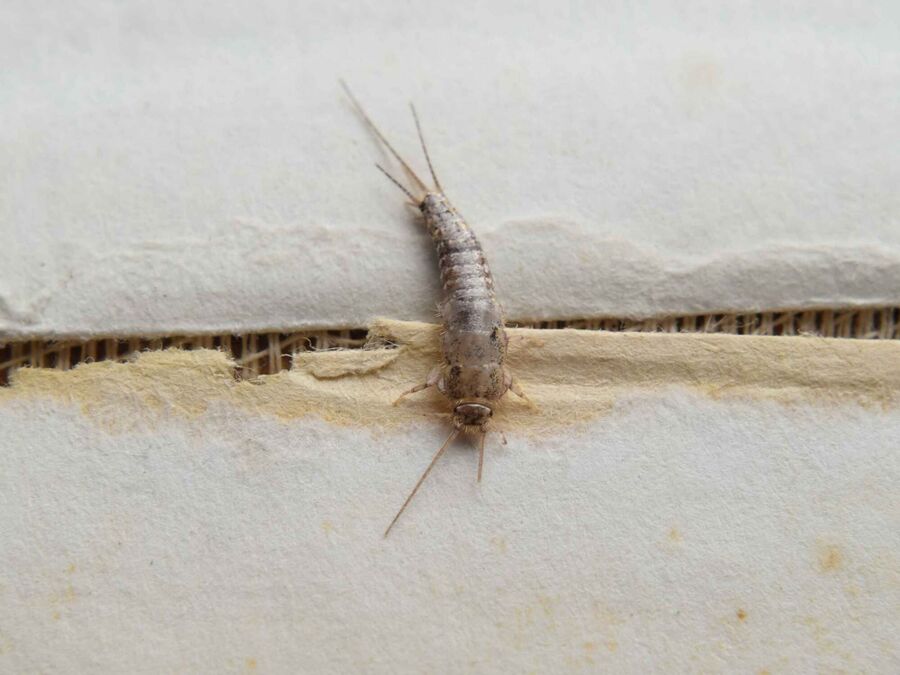 silberfische bekämpfen