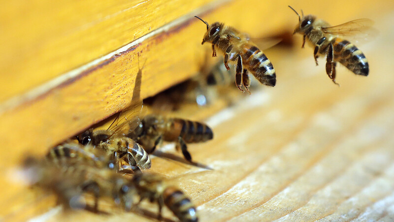 EcoTox-Bienen