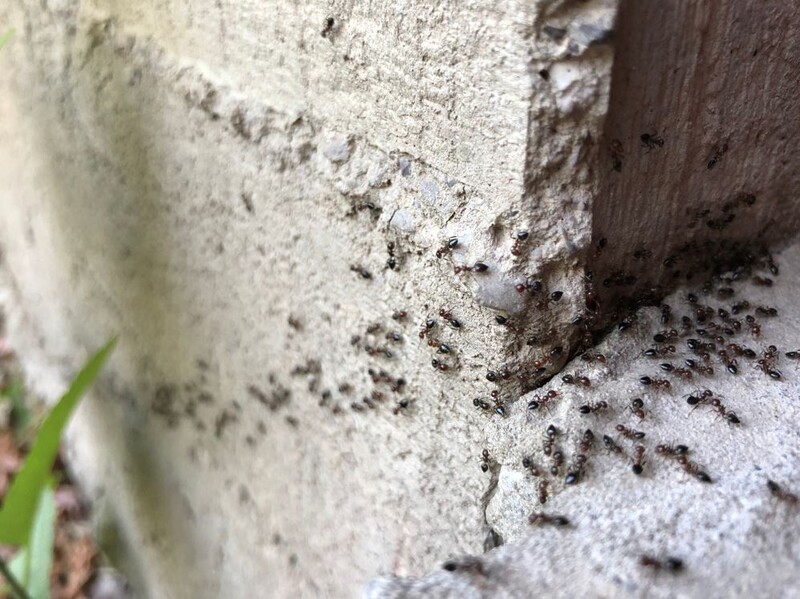 Fourmis