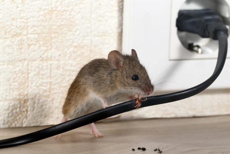 Souris et rats