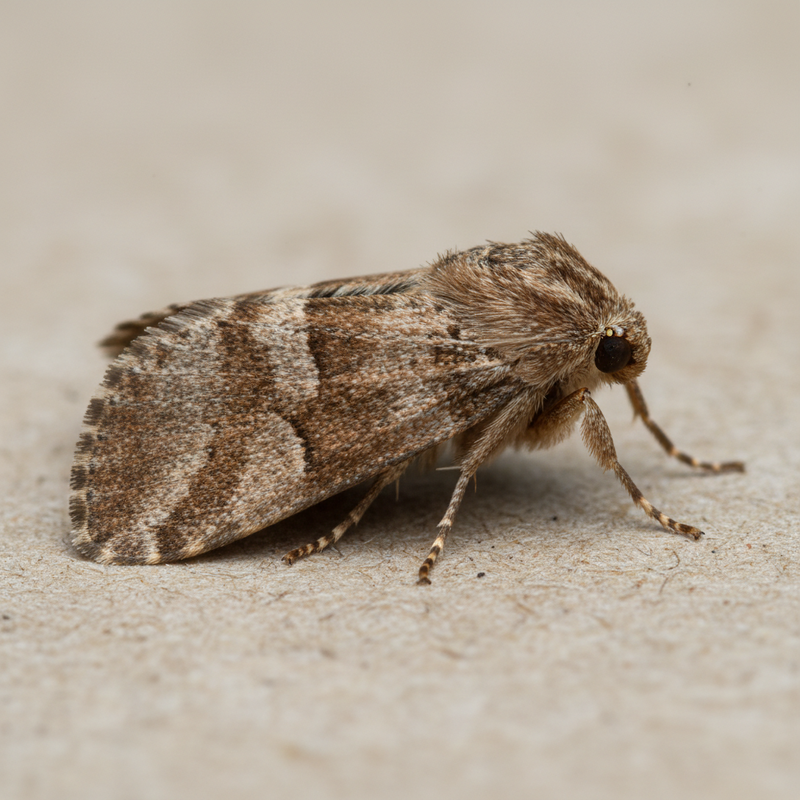 Dörrobstmotte Bekämpfung, Dörrobstmotte Bekämpfen, 