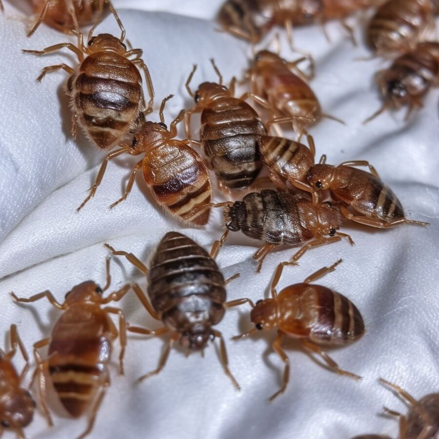 punaise de lit piqure traitement bouton morte larve symptome