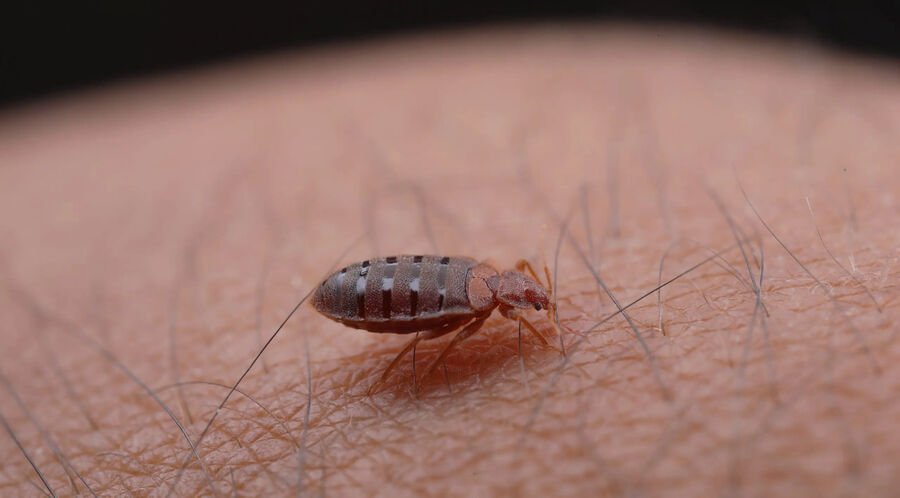 punaise de lit piqure traitement bouton morte larve symptome