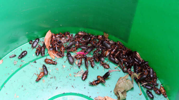 EcoTox-Coléoptères