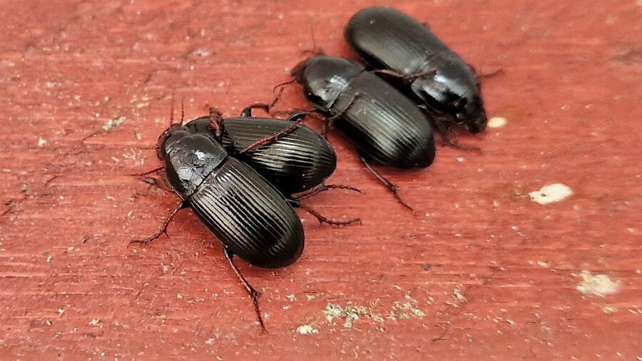 EcoTox-Coléoptères