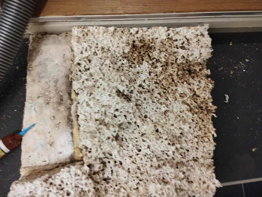 Dératiseur Eggenwil