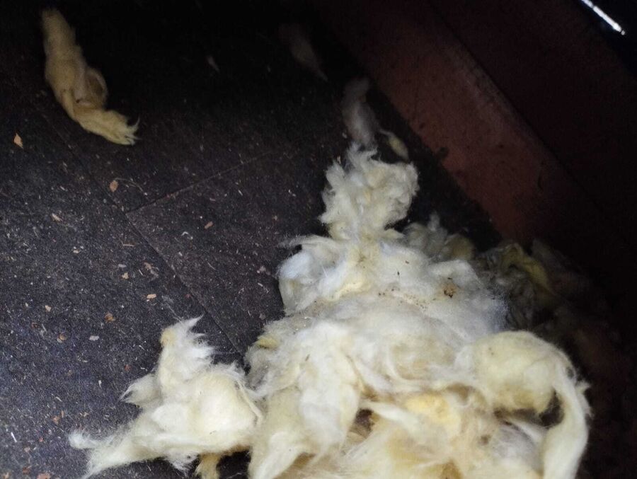 Lutte antiparasitaire Dotzigen