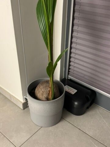 Lutte antiparasitaire Dully