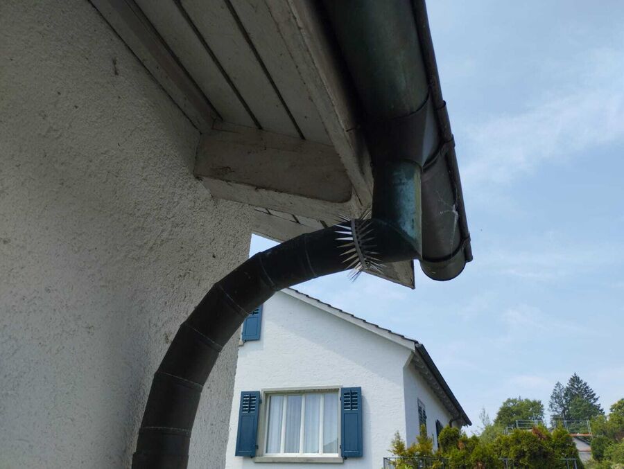 Lutte antiparasitaire Courtepin