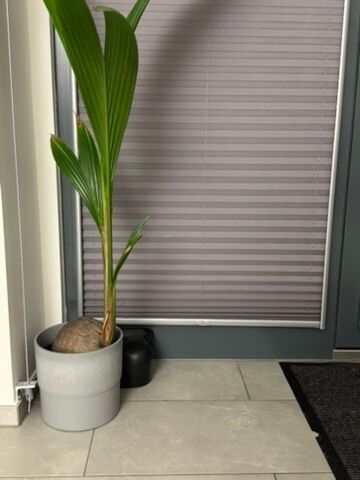 Lutte antiparasitaire Murten