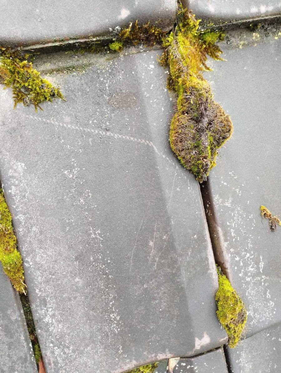 Lutte antiparasitaire Steg-Hohtenn