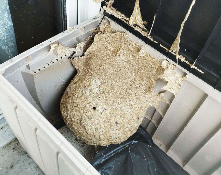 Dératiseur Walenstadt