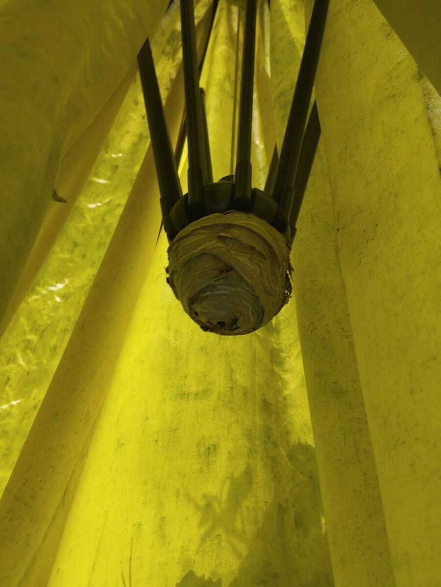 Dératiseur Grub (AR)