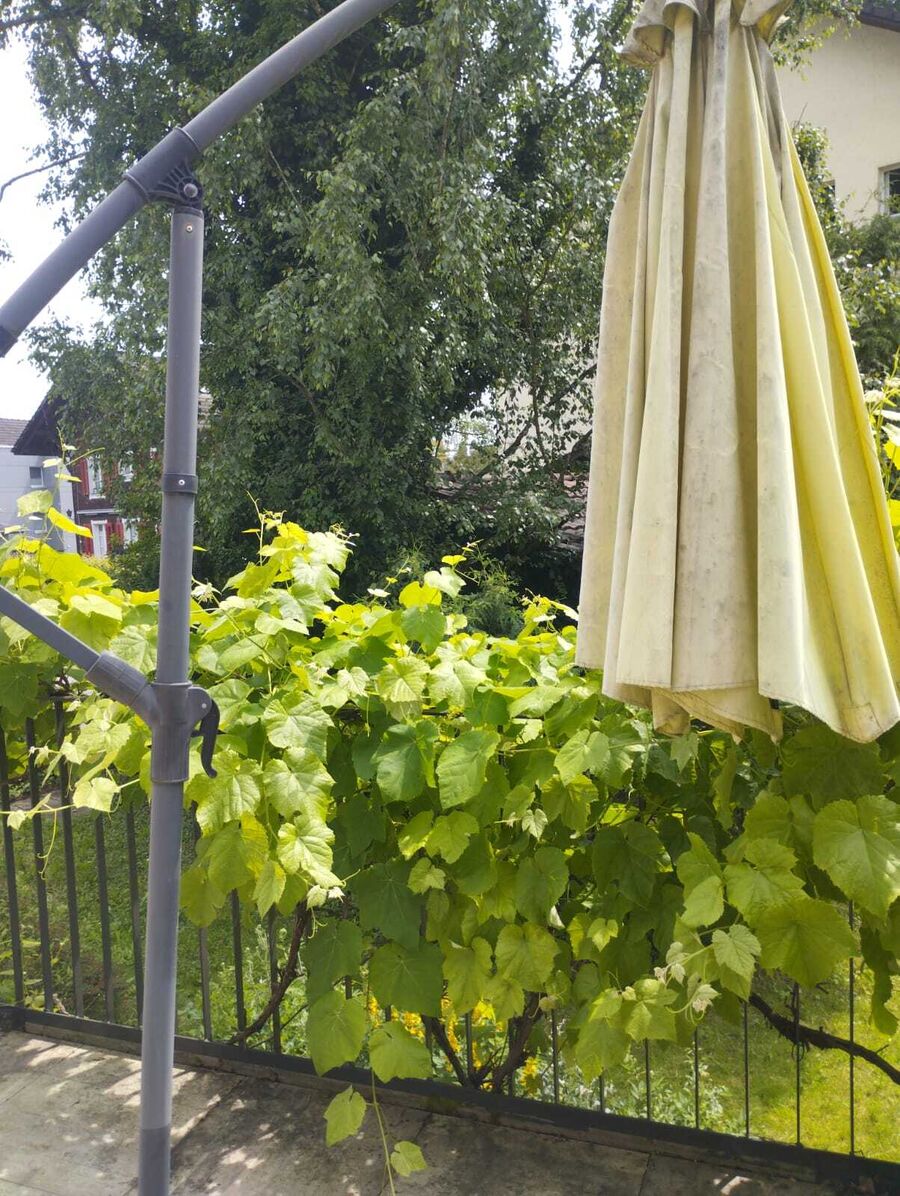 Lutte antiparasitaire Opfikon
