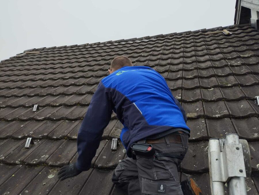 Lutte antiparasitaire Safenwil