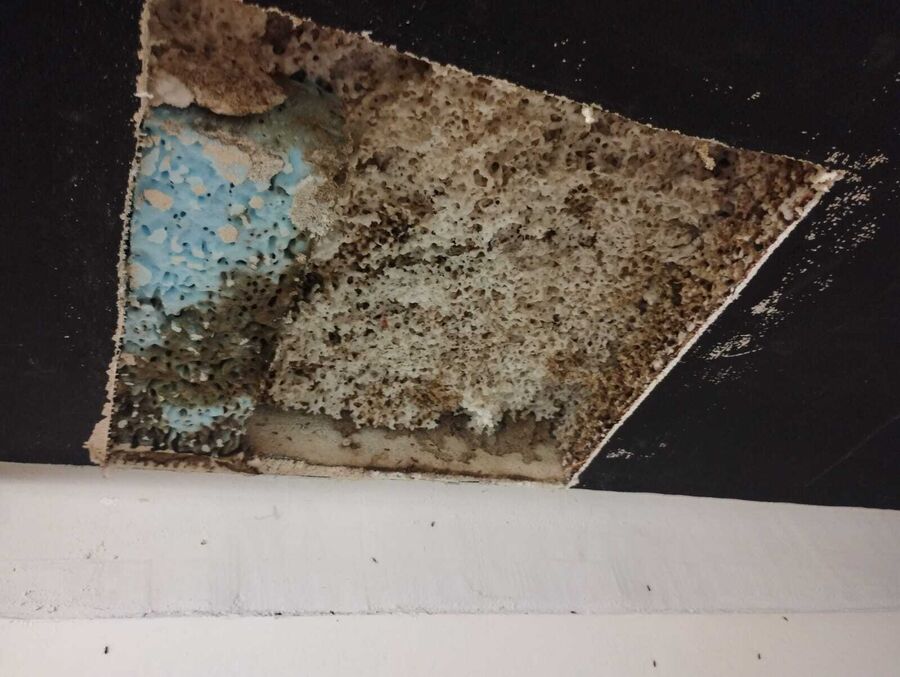 Lutte antiparasitaire Arlesheim