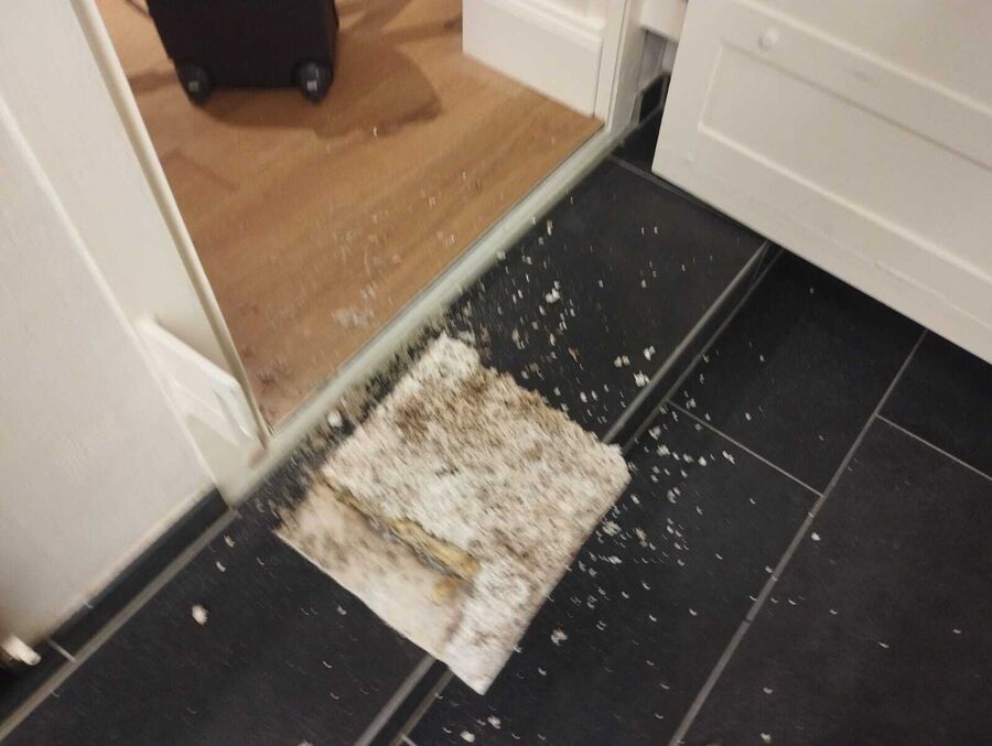 Lutte antiparasitaire Köniz