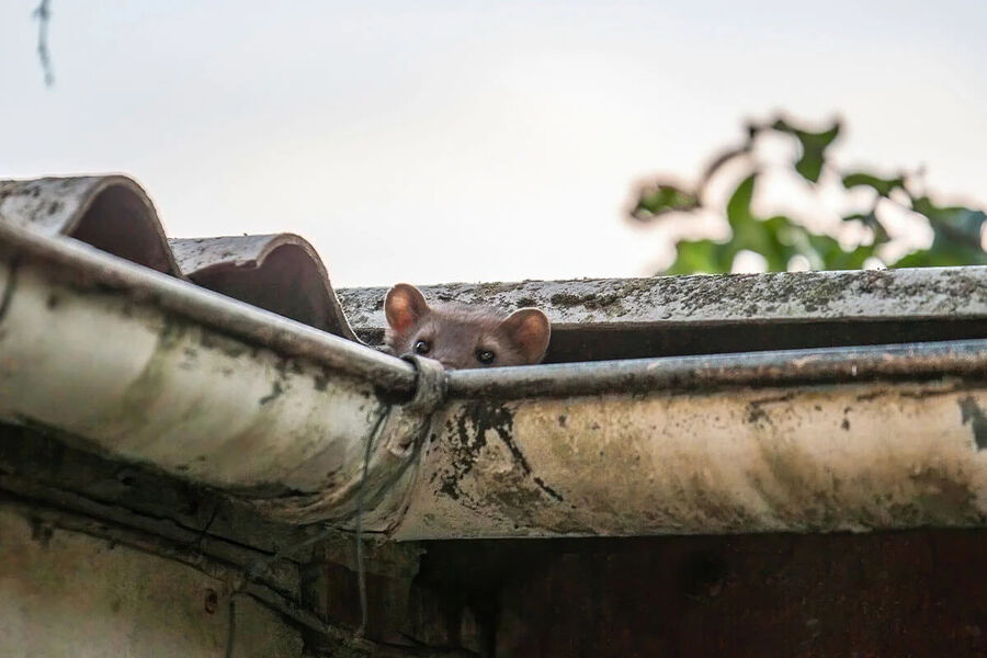 fouines, martres toit, toiture